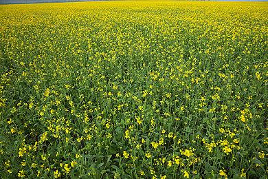 虽然充满挑战 但Capcom相信《原始袭变》能盈利